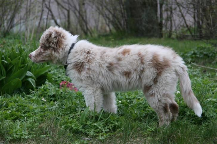 Border collie Gjerulff BS After Eight billede 8