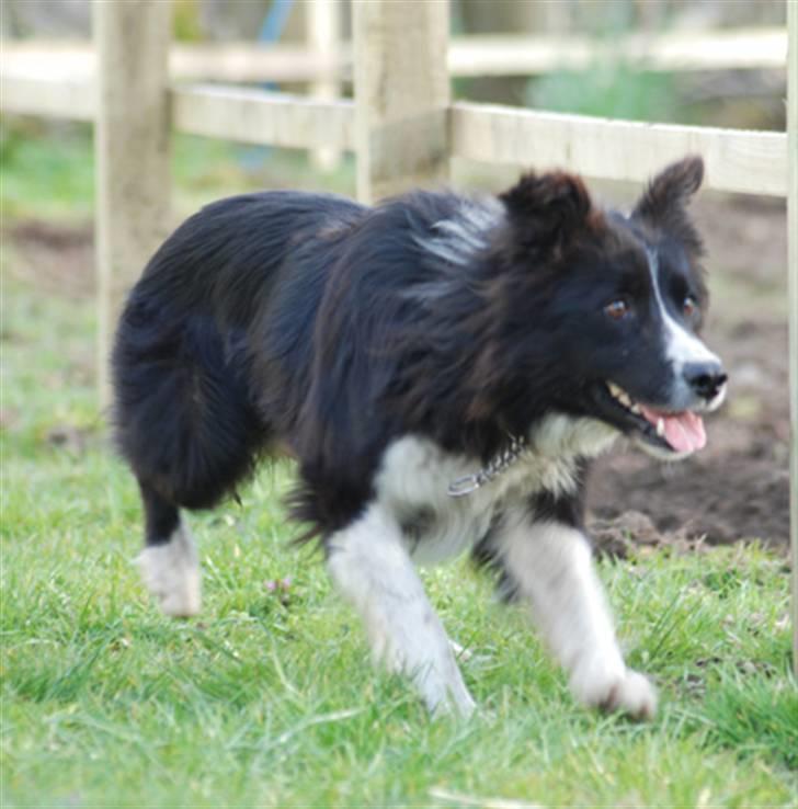 Border collie Bobby (Buffas) billede 8