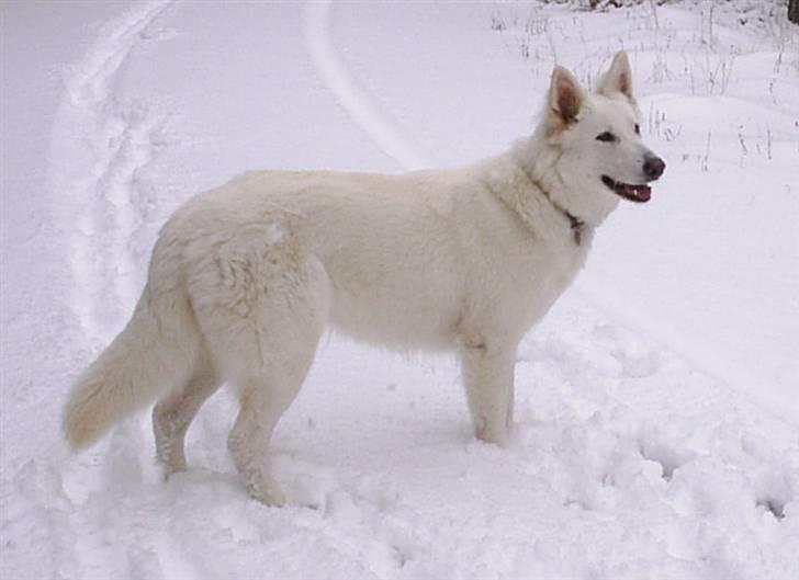 Hvid schæfer Ebony the White Diamond - Påske ferie i sne og Sverige billede 14
