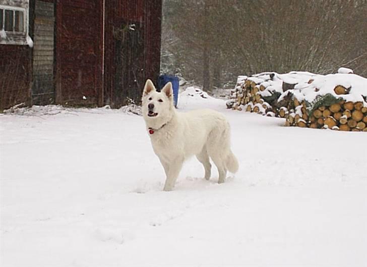 Hvid schæfer Ebony the White Diamond - Hvis du kaster så griber jeg billede 16