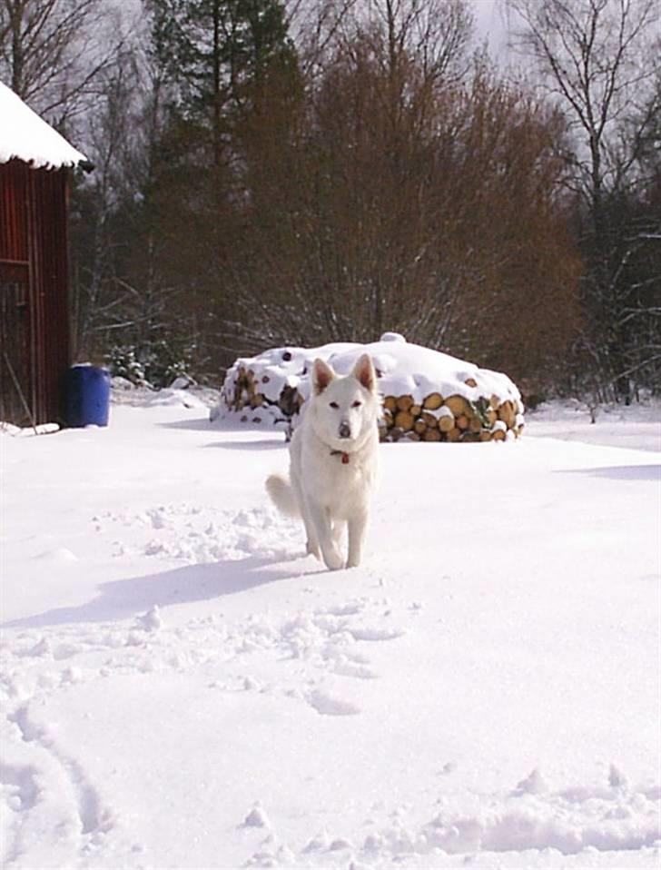 Hvid schæfer Ebony the White Diamond - Den sne er kold billede 17