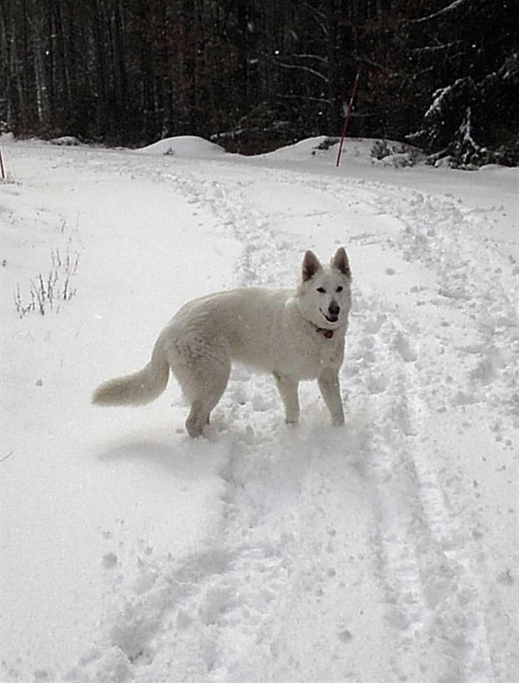 Hvid schæfer Ebony the White Diamond - Kom nu vi skal gå tur billede 18