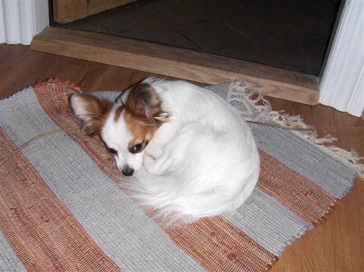 Papillon Panda [Himmelhund 2018]  - Det bedste sted i huset, er lige midt i det hele... billede 18