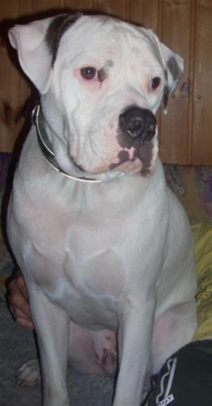 Amerikansk bulldog Rocky billede 19