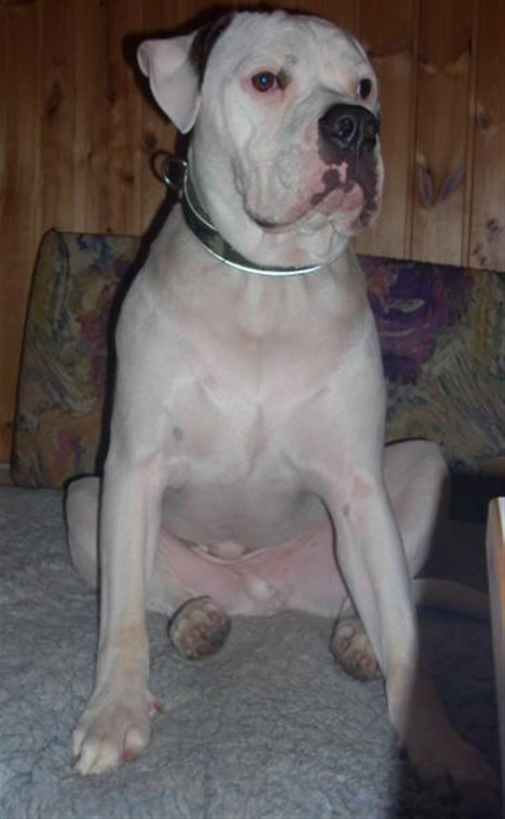 Amerikansk bulldog Rocky billede 20