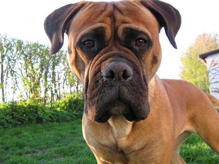 Bullmastiff Olga billede 1