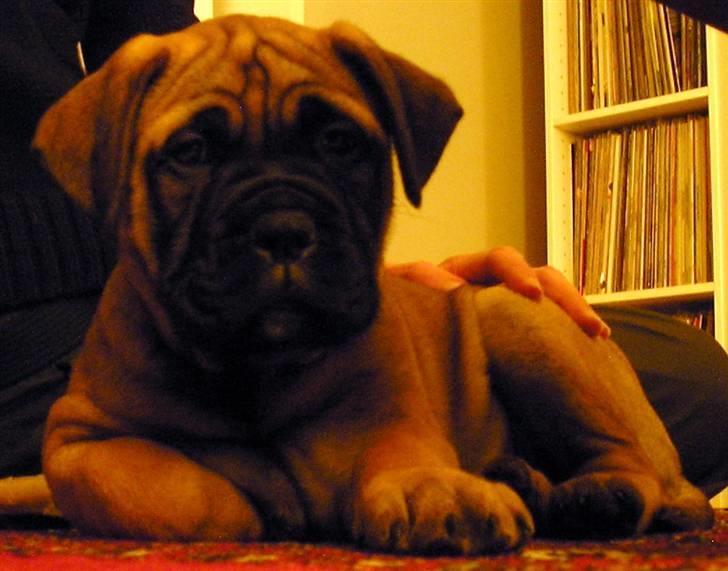 Bullmastiff Olga - 8 uger billede 2