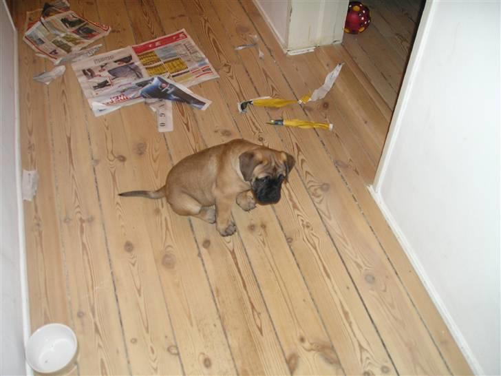 Bullmastiff Olga - Det var altså avisen der startede - jeg forsvarede mig bare! billede 3