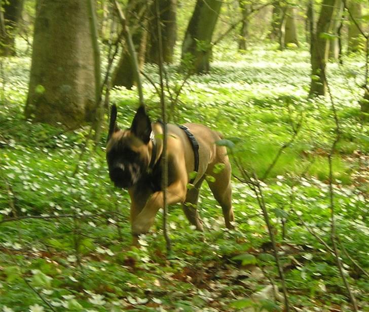 Bullmastiff Olga - En forårskåd Olga spæner rundt i anemonerne billede 4