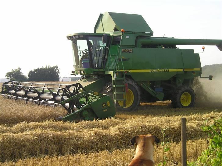 Bullmastiff Olga - Jeg er ikke bange for noget, men må hellere holde øje med det store grønne  og gule "deere" billede 5