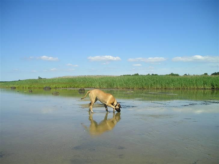 Bullmastiff Olga - Moaaar - jorden er helt våd og mærkelig! billede 6