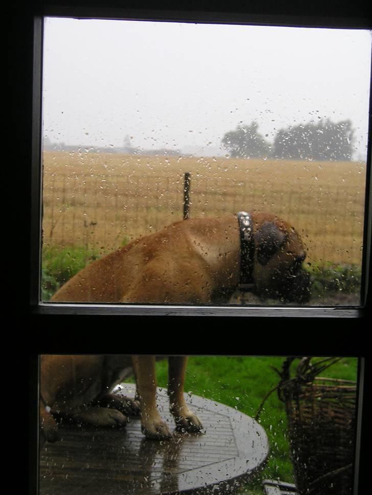 Bullmastiff Olga - Luk mig ind - det regner, jeg krymper i vask og bliver til en boxer... billede 7