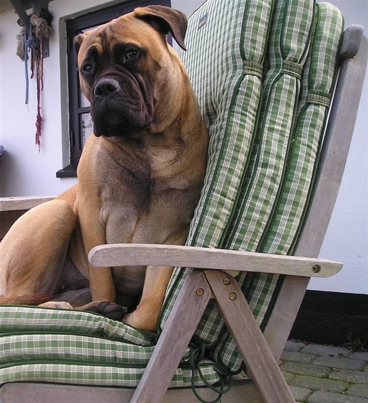 Bullmastiff Olga - Prinsessen på ærten. billede 8