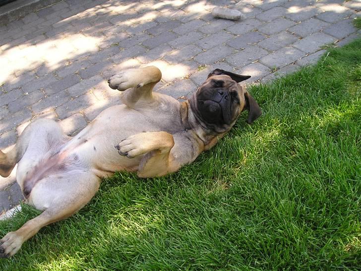 Bullmastiff Olga - Life is sweet. billede 9