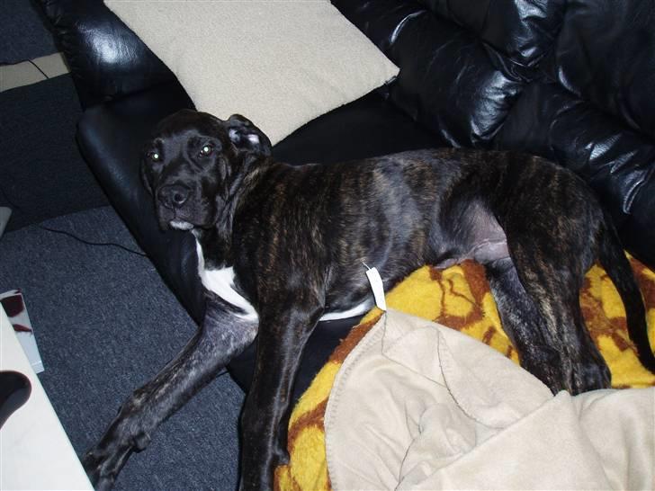 Blanding af racer General Simba *R.I.P* - syvsover :) (16 uger gammel) billede 2