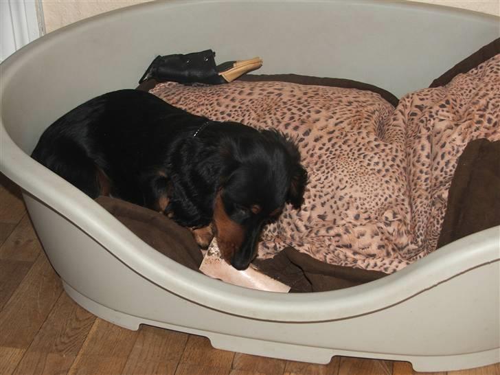 Gravhund magnus - lille hund stor kurv :O) billede 11