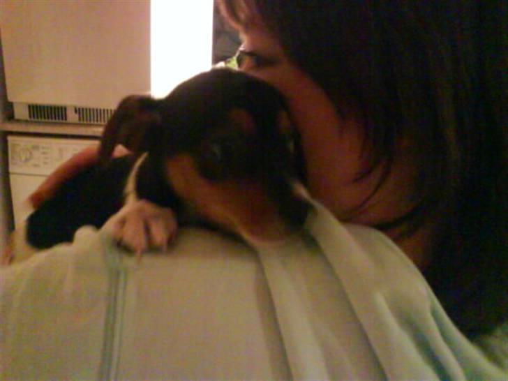 Dansk svensk gaardhund Sille billede 3