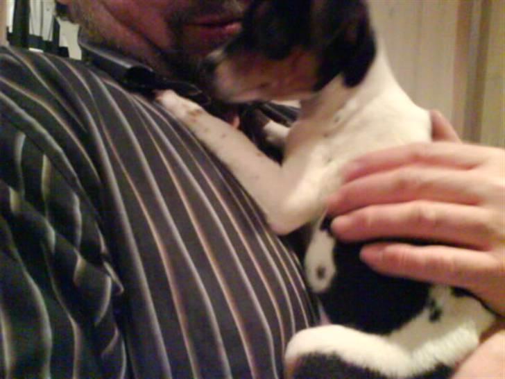 Dansk svensk gaardhund Sille - Uhh helt nyt hjem, godt at sidde på fars trygge arm:) billede 4