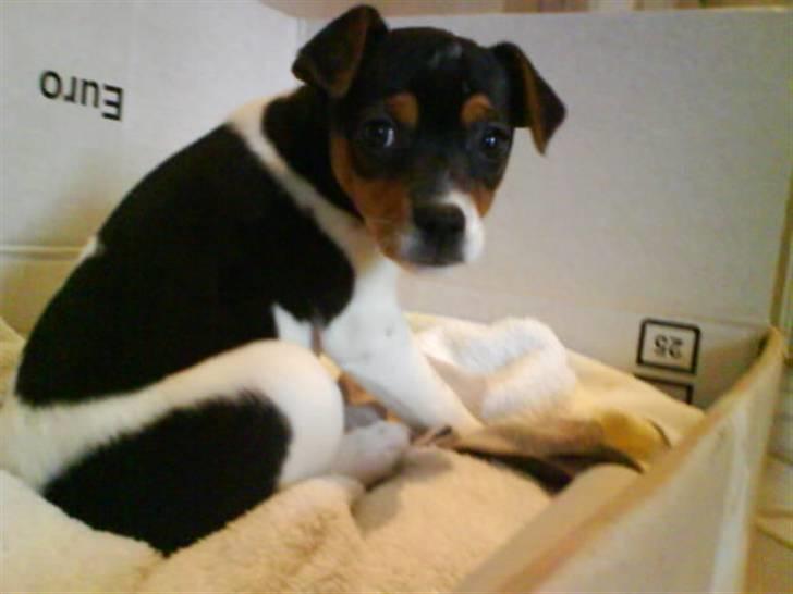 Dansk svensk gaardhund Sille - Hej:D jeg hedder Sille, hvad hedder du? vuf:P billede 5