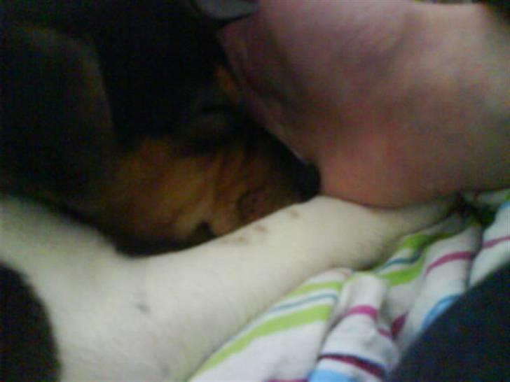 Dansk svensk gaardhund Sille billede 6