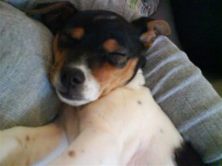 Dansk svensk gaardhund Sille - Uhh det er godt at putte hos storesøster efter en lang lege dag:D billede 7