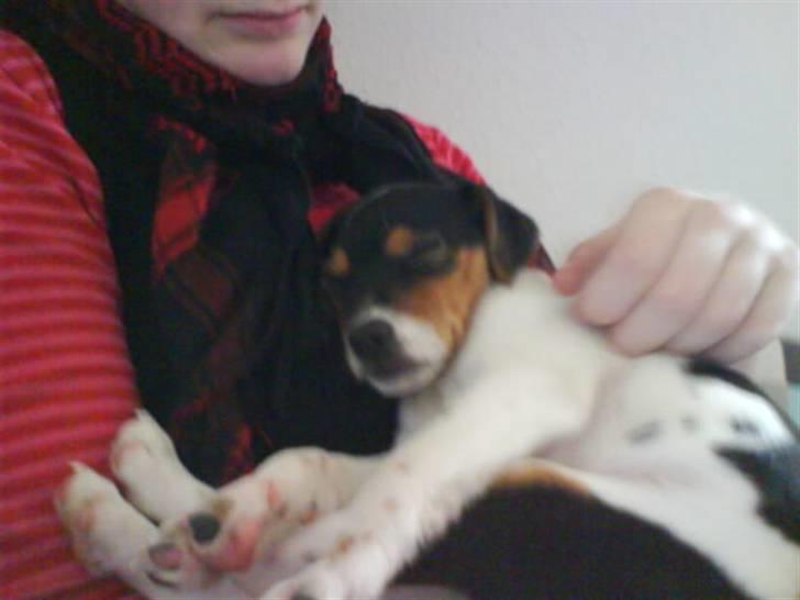 Dansk svensk gaardhund Sille - Mmm Sofie jeg ligger så godt:) Min nye kusine:D billede 8