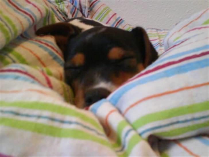 Dansk svensk gaardhund Sille billede 9