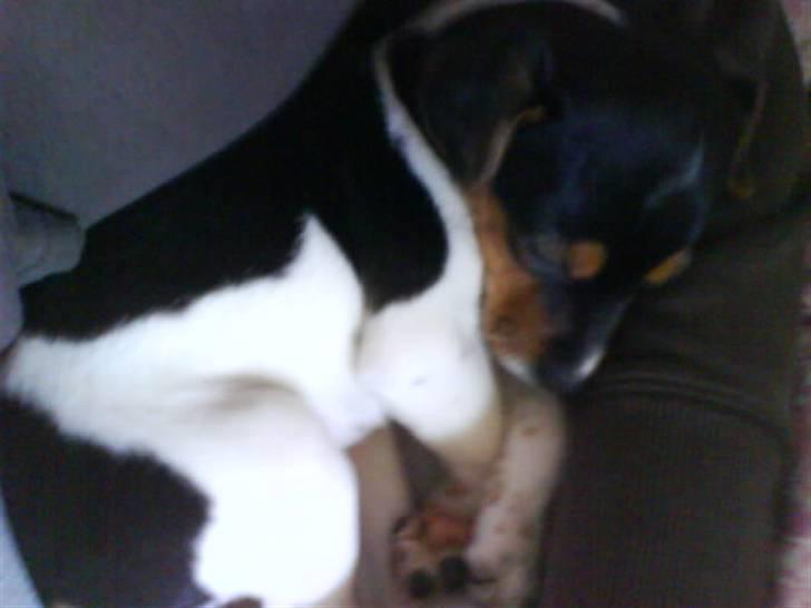 Dansk svensk gaardhund Sille billede 10