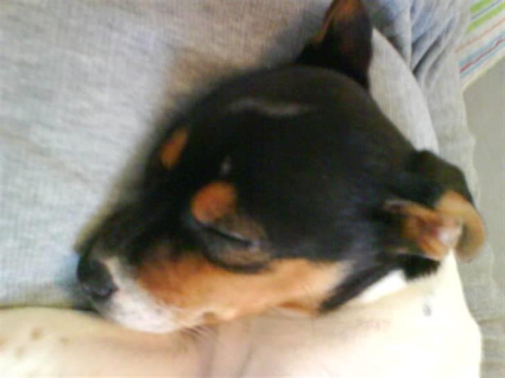 Dansk svensk gaardhund Sille - Zzzz billede 11