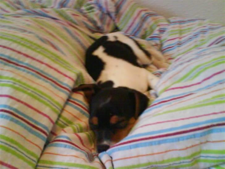 Dansk svensk gaardhund Sille - Smask smask Brormands dyne er go:D billede 12