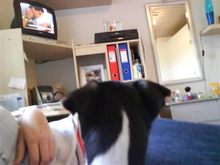 Dansk svensk gaardhund Sille - Hov! Der var lige noget i fjernsynet, kan godt li at se fjernsyn:P billede 13