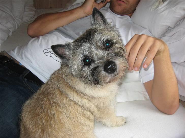 Cairn terrier Sofie billede 1