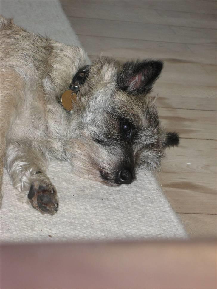 Cairn terrier Sofie billede 2