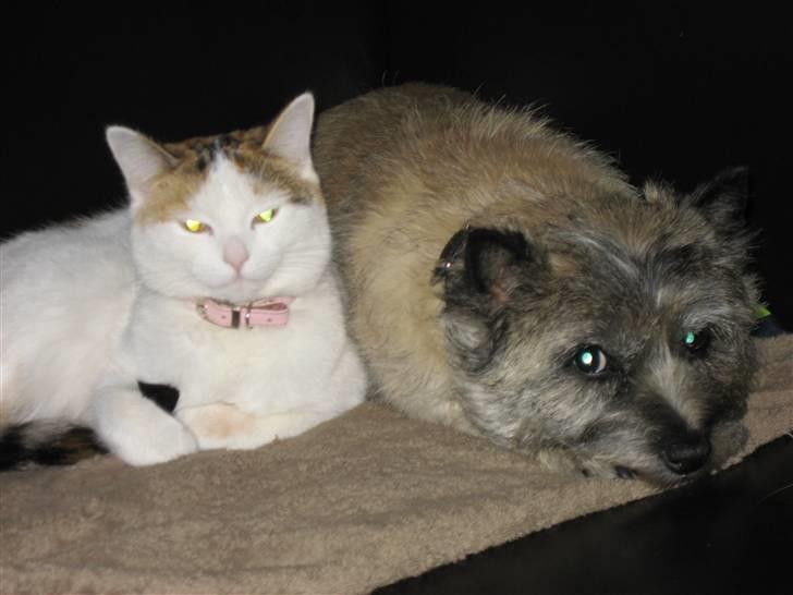 Cairn terrier Sofie billede 3