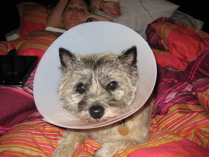 Cairn terrier Sofie billede 5