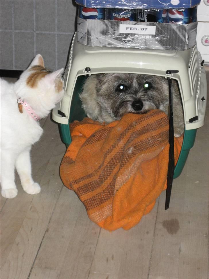 Cairn terrier Sofie billede 6