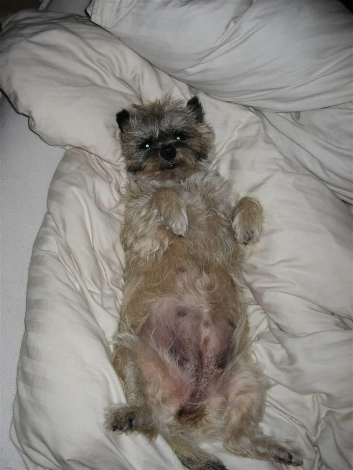 Cairn terrier Sofie billede 7