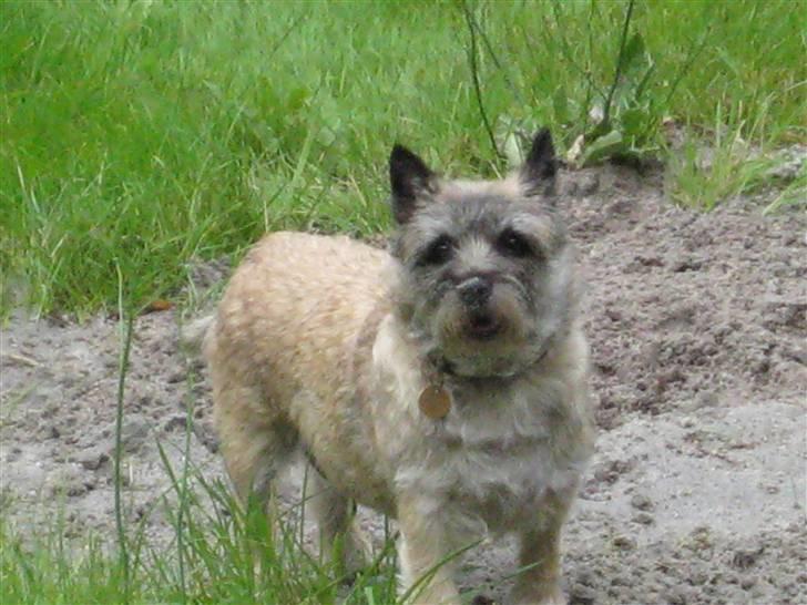 Cairn terrier Sofie billede 8