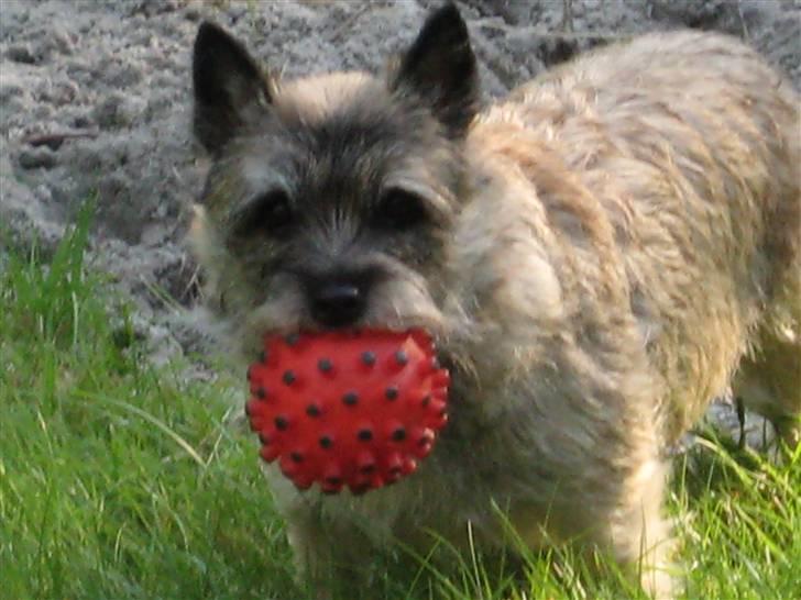 Cairn terrier Sofie billede 9