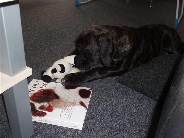 Blanding af racer General Simba *R.I.P* - leger han med hans bamseko (16 uger gammel) billede 4