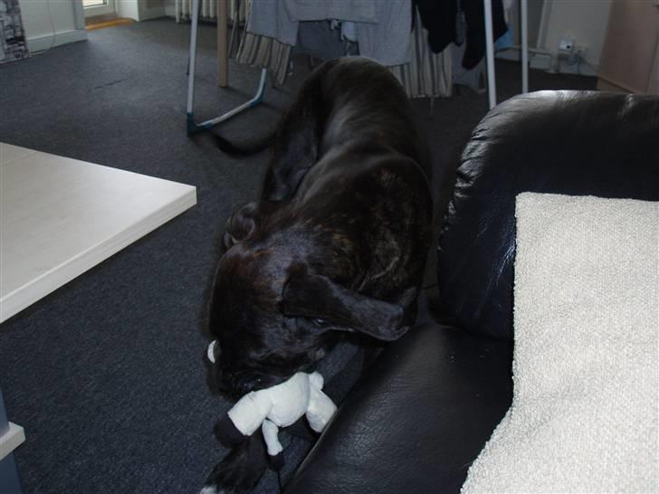 Blanding af racer General Simba *R.I.P* - leger han med hans bamseko (16 uger gammel) billede 5