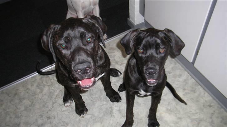 Blanding af racer General Simba *R.I.P* - Simba og søster Milah billede 6