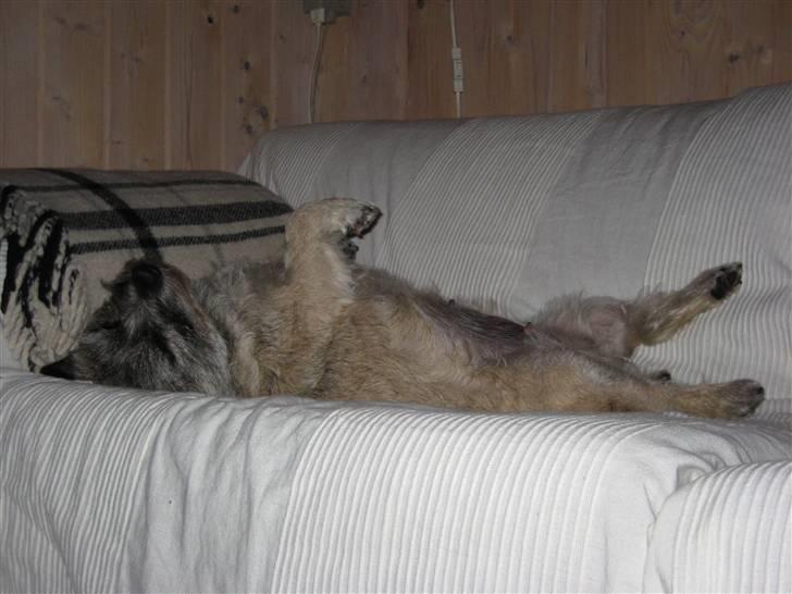 Cairn terrier Sofie billede 11