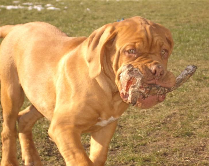 Dogue de bordeaux  Junker R.I.P.  22/12-09  - junker elsker at gnave i ben billede 14