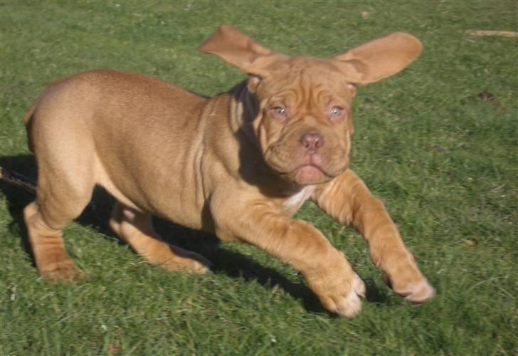 Dogue de bordeaux  Junker R.I.P.  22/12-09  - Ready to take off billede 15