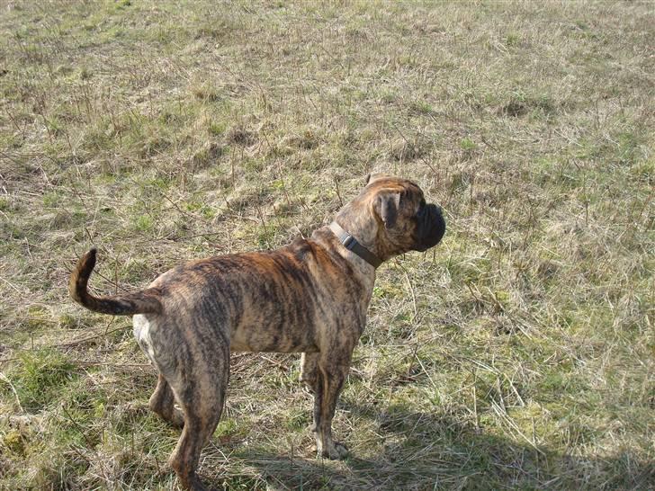 Bullmastiff Bullbjerggårds Bosco billede 13