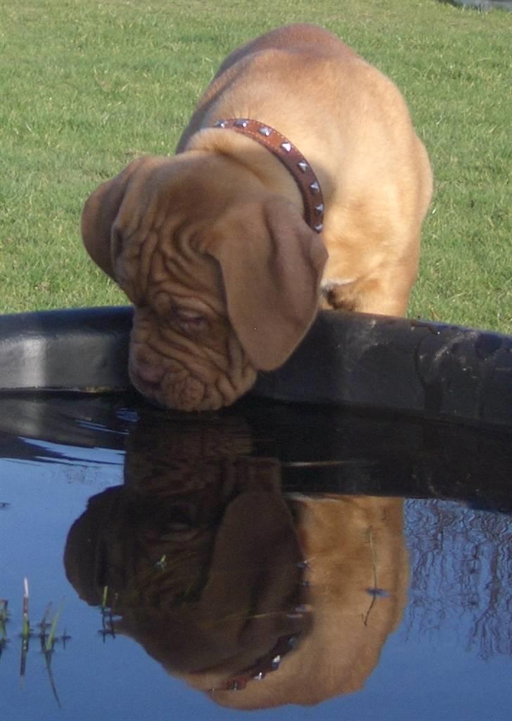 Dogue de bordeaux  Junker R.I.P.  22/12-09  billede 16