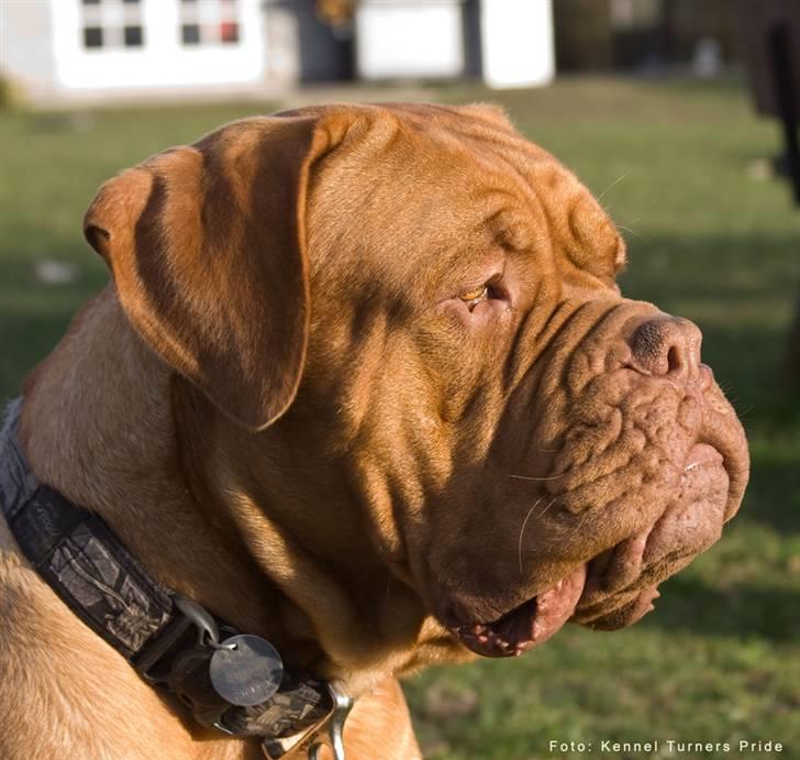 Dogue de bordeaux  Junker R.I.P.  22/12-09  billede 18
