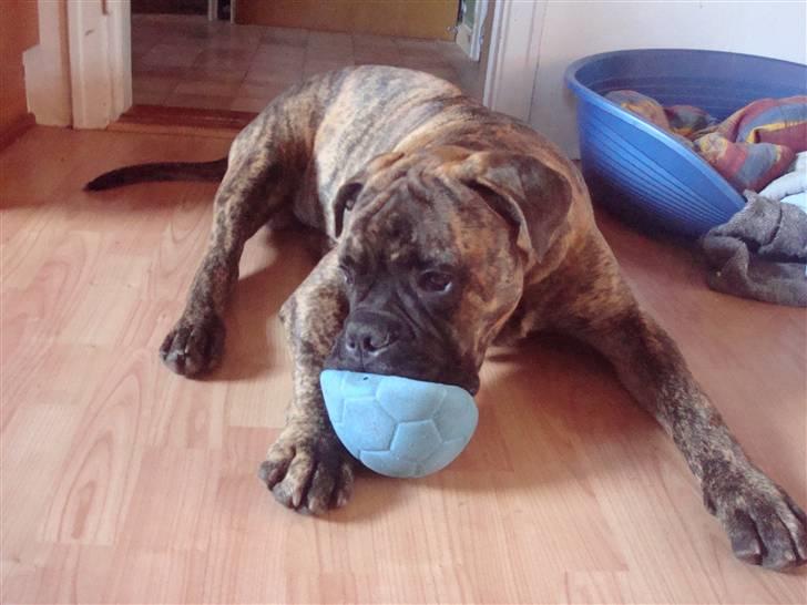 Bullmastiff Bullbjerggårds Bosco - Endnu en boldt er føjet til tabslisten billede 14