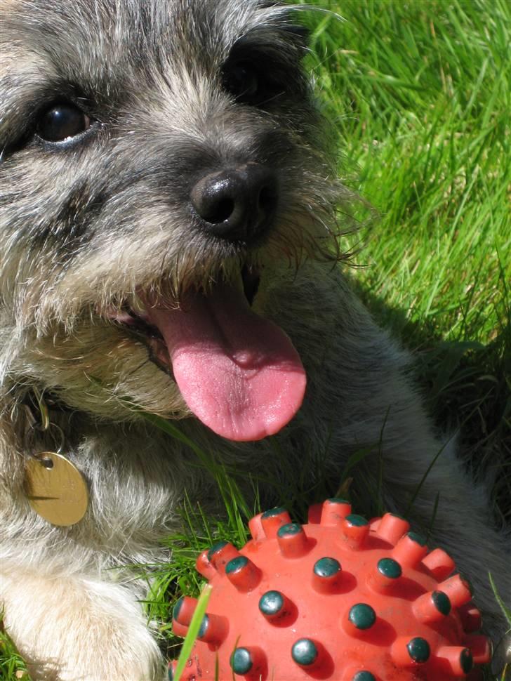 Cairn terrier Sofie billede 12